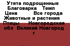 Утята подрощенные “Благоварка“,“Темп“ › Цена ­ 100 - Все города Животные и растения » Птицы   . Новгородская обл.,Великий Новгород г.